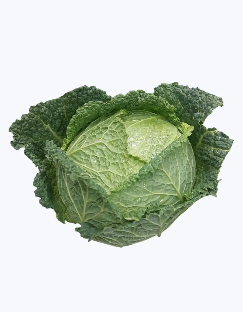 Repollo_normal_2.webp