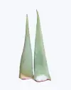 Aloe_vera_fresco_1.webp