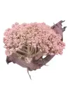 Fiorina_1.webp