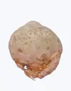 Raiz_de_apio_3.webp