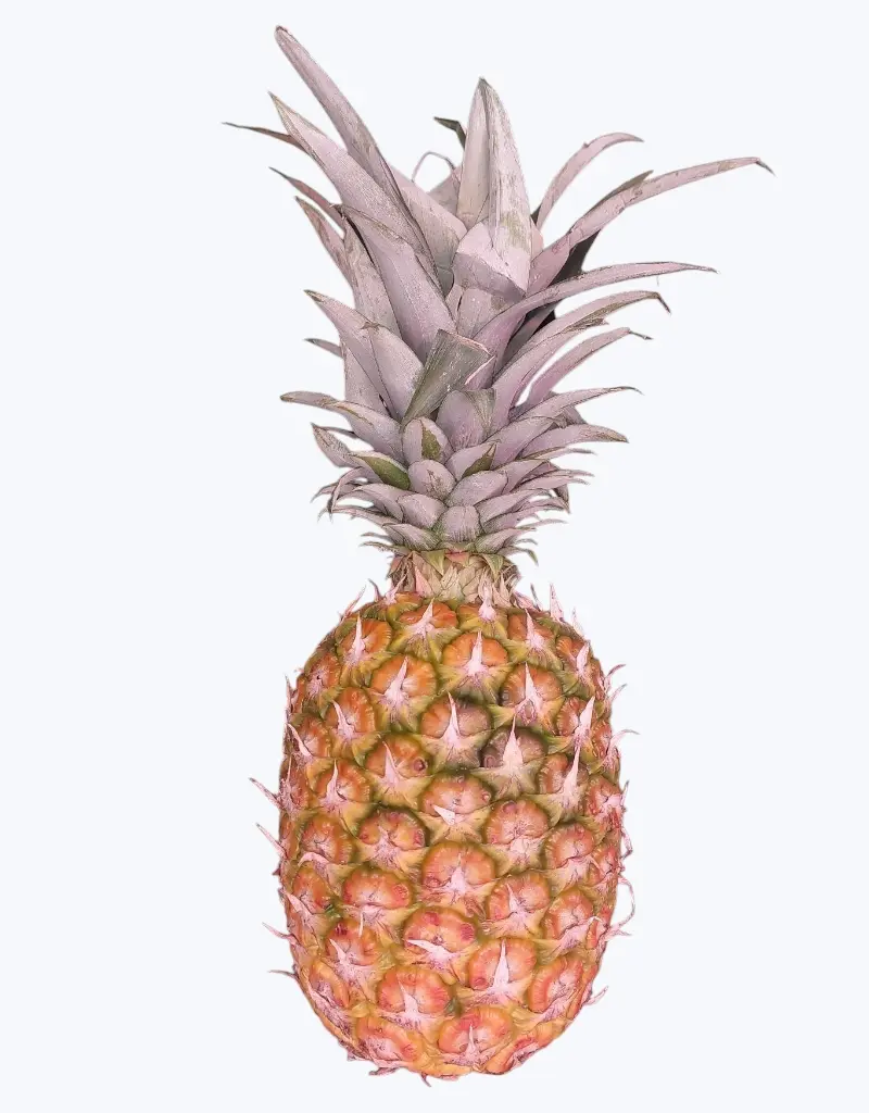 Piña-de-barco-2.webp