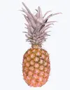 Piña-de-barco-2.webp