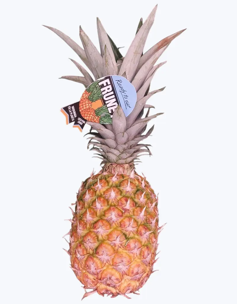 Piña-de-barco-1.webp
