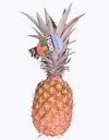 Piña-de-barco-1.webp
