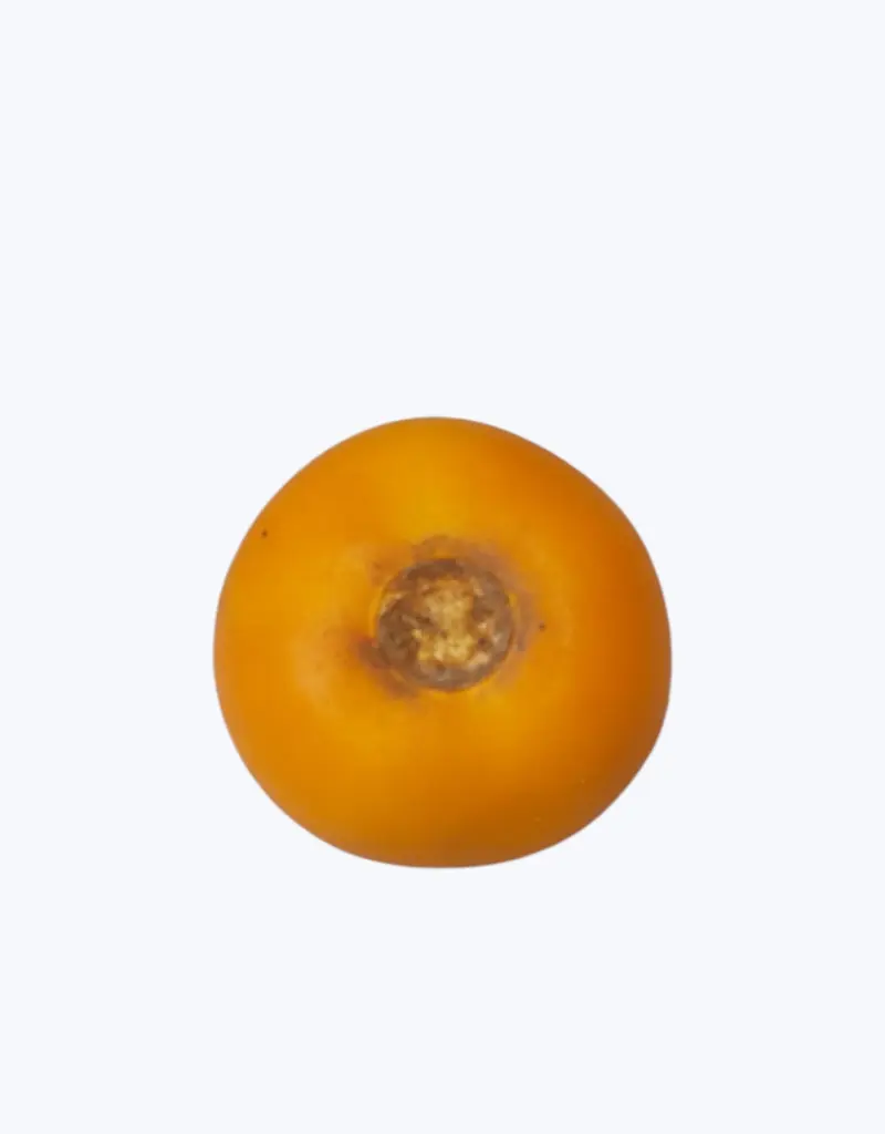 Lulo-o-naranjilla-thefruitsoftheworld-2.webp