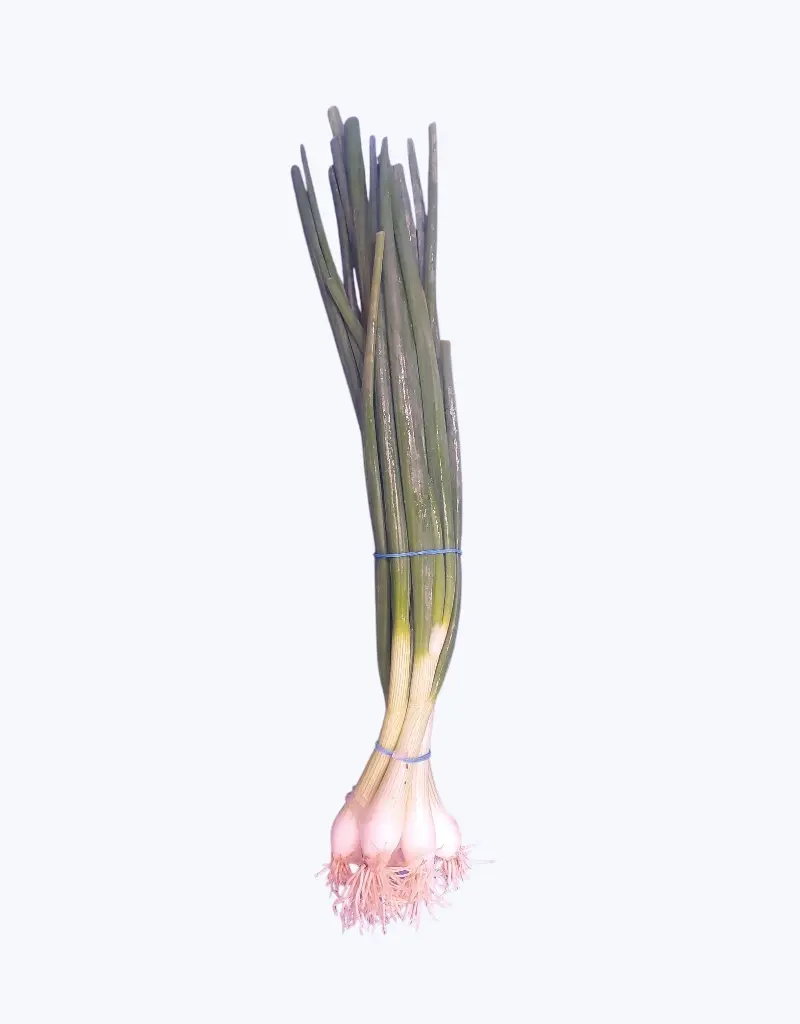 Cebollino-aleman-TheFruitsOfTheWorld-1.webp