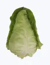Col-picuda-TheFruitsOfTheWorld-1.webp