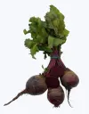 Remolacha-manojo-TheFruitsOfTheWorld-1.webp
