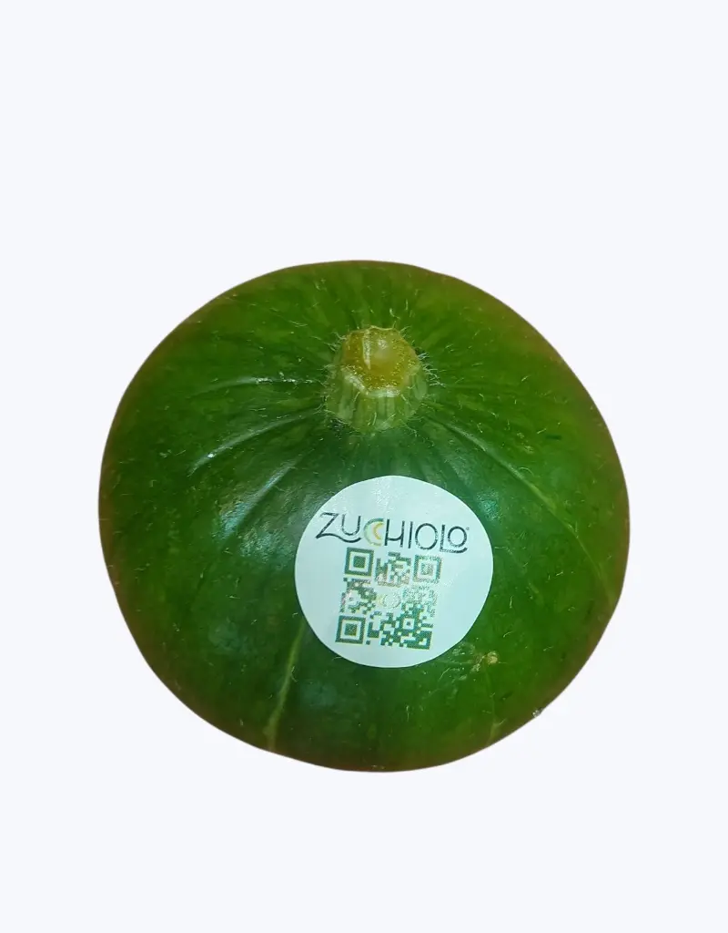 Calabacin-zapallo-argentino-TheFruitsOfTheWorld-1.webp