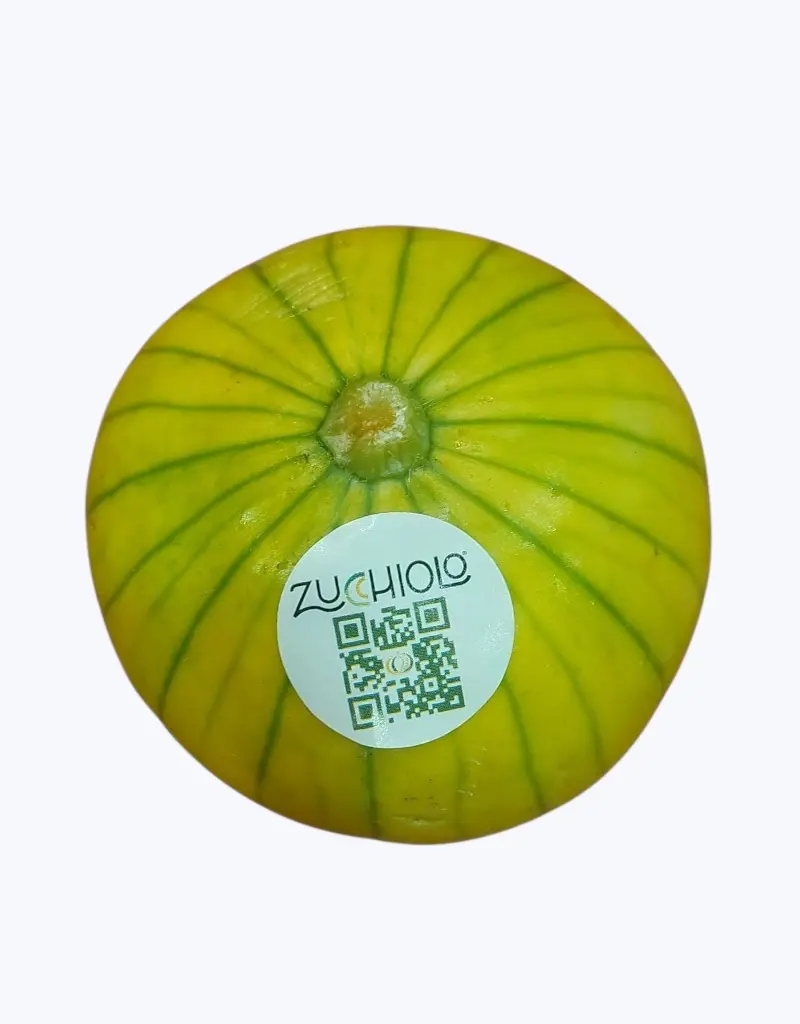 Calabacin-zapallo-argentino-TheFruitsOfTheWorld-2.webp