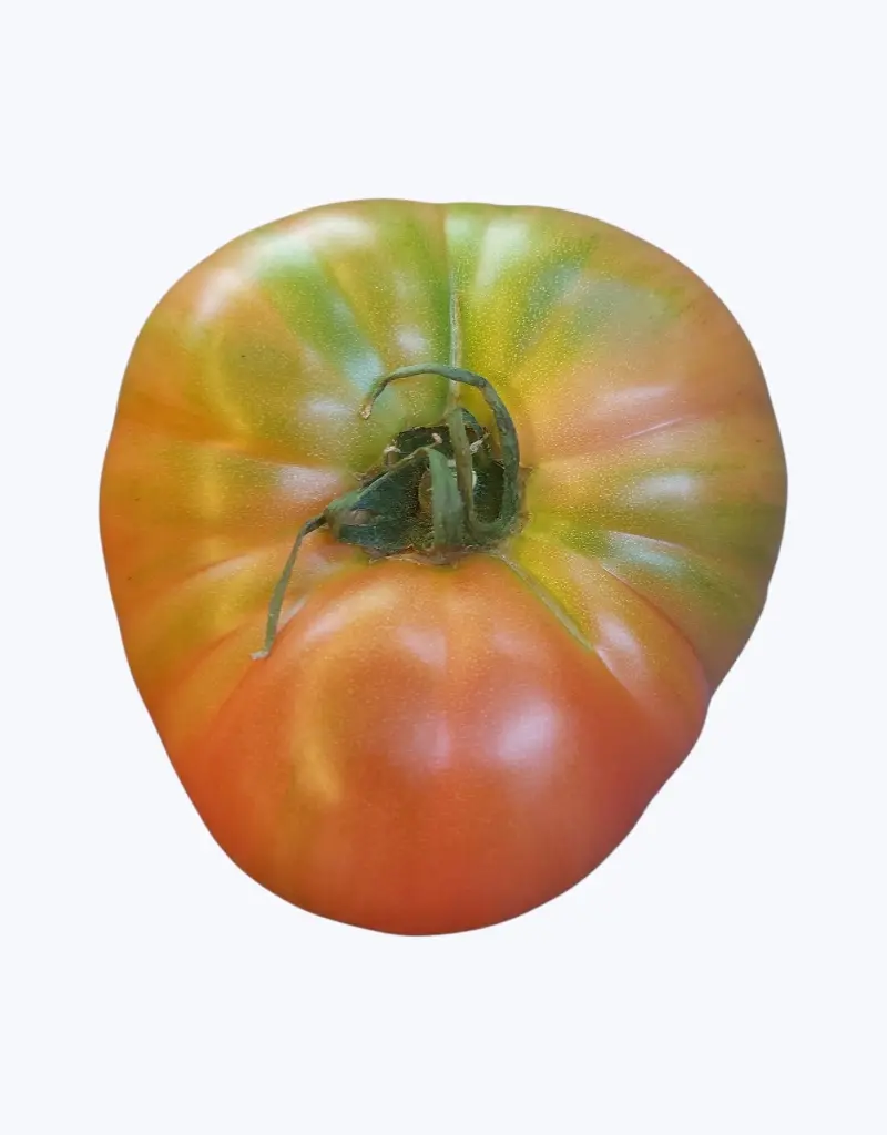 Tomate-navarra-TheFruitsOfTheWorld-2.webp
