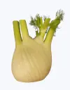 Hinojo_3.webp