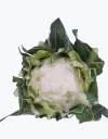 Coliflor_blanca_1.webp