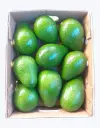 Aguacate tropical