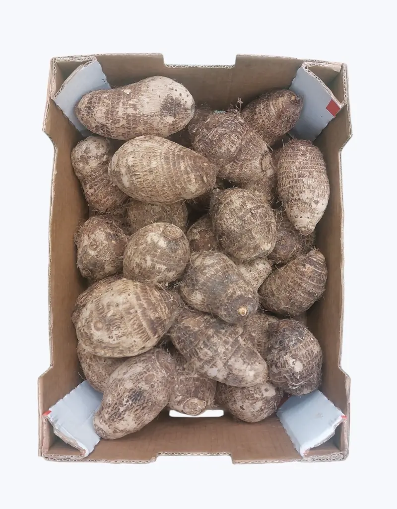 Malanga