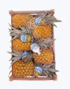 Piña de barco