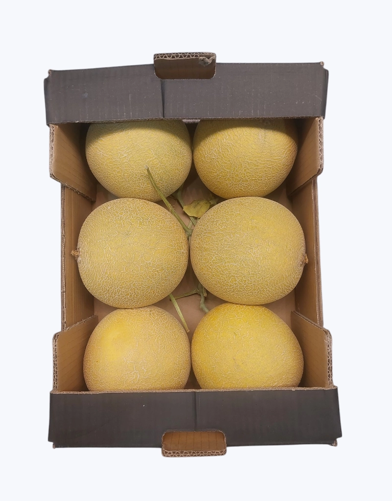 Melon galia