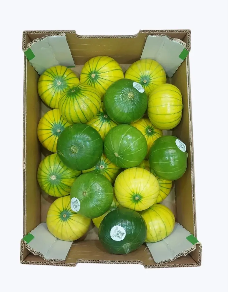 Calabacin zapallo argentino
