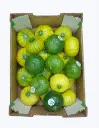 Calabacin zapallo argentino