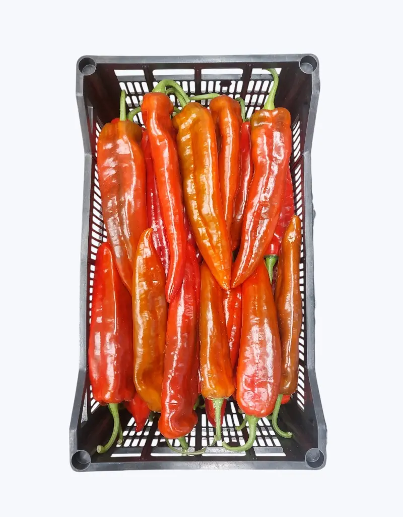 Pimiento palermo