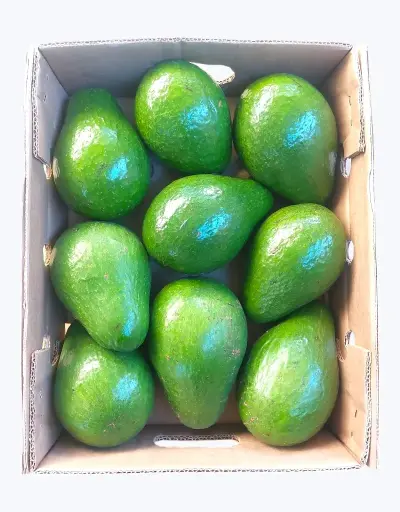 [1000233] Aguacate tropical