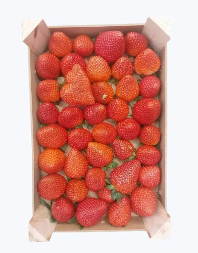 [1000485] Freson caja 1 kg