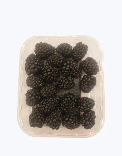 [1000499] Moras