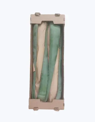 [1000608] Aloe vera fresco
