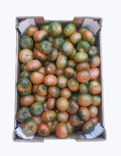 [1001255] Tomate joselito mini