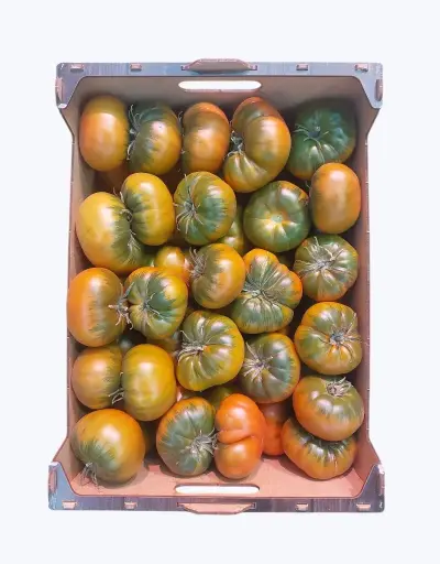 [1001257] Tomate joselito mini perfect