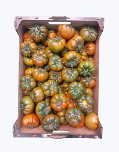 [1001263] Tomate joselito pinton